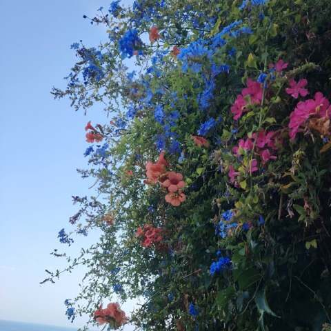 Jardin 1