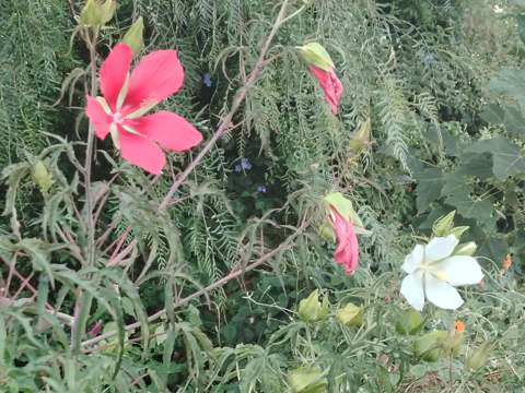 Jardin 3