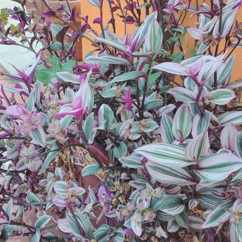 Jardin 10