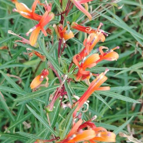 Jardin 13
